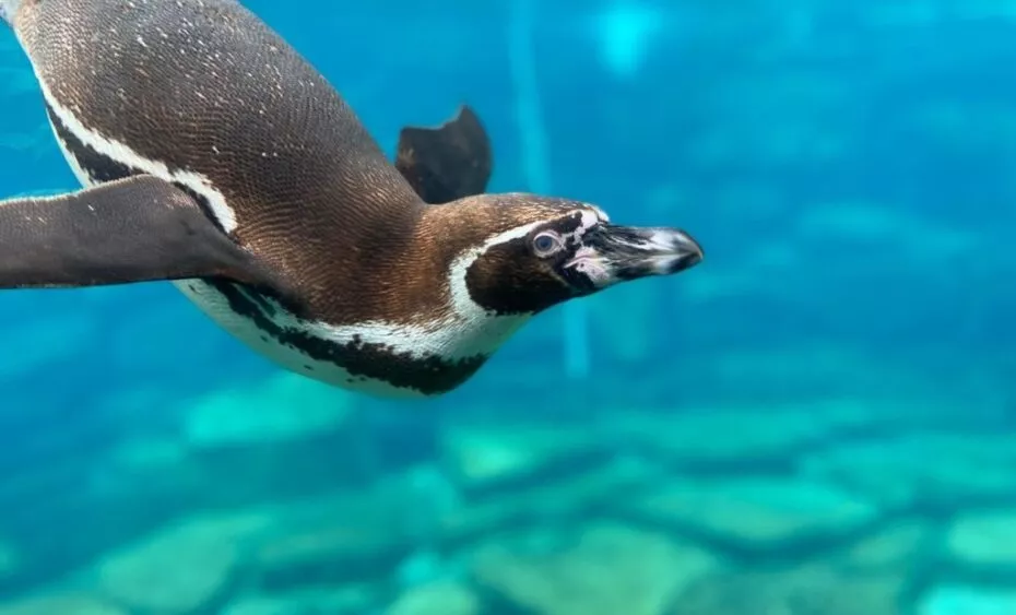 manchot de humboldt sous l'eau