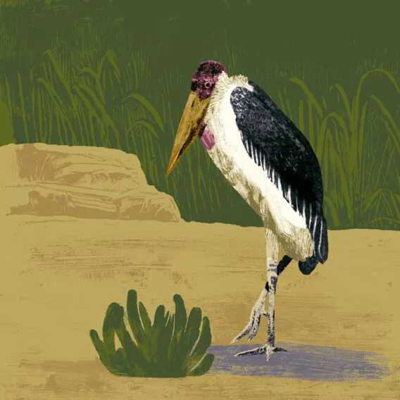 illustration marabout