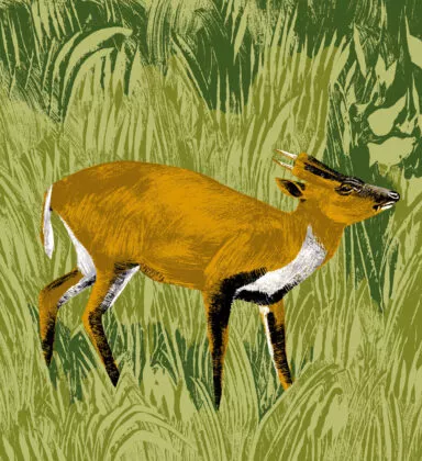 illustration munjac de chine