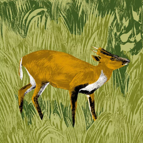 illustration munjac de chine