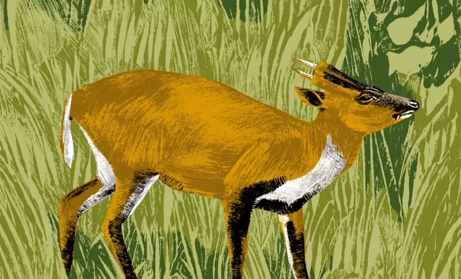 illustration munjac de chine