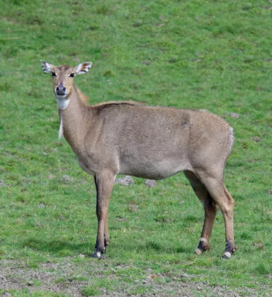 Nilgaut vallée indienne