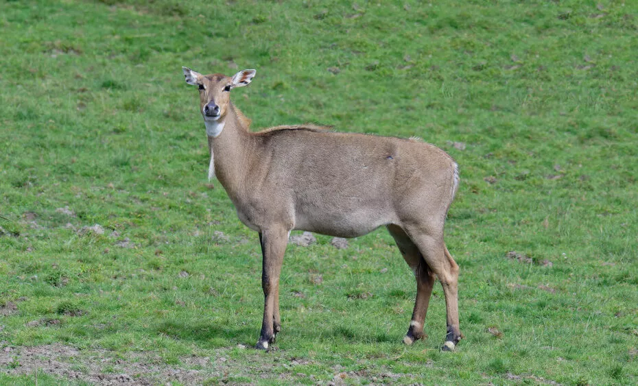Nilgaut vallée indienne