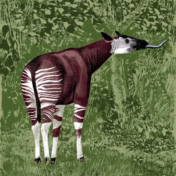 L'okapi illustration