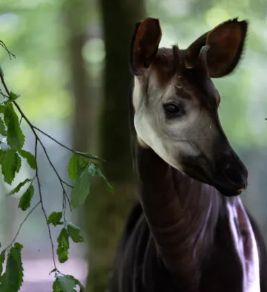 Okapi