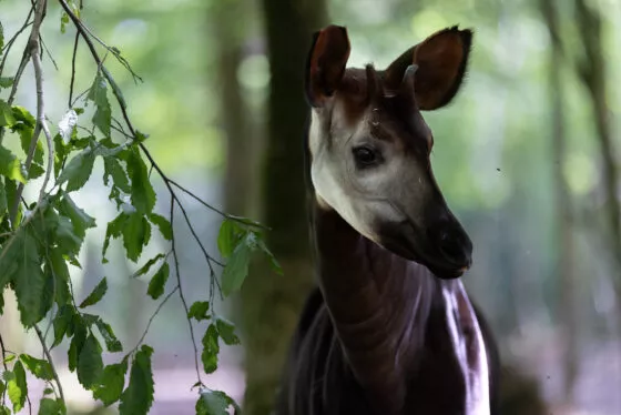 Okapi