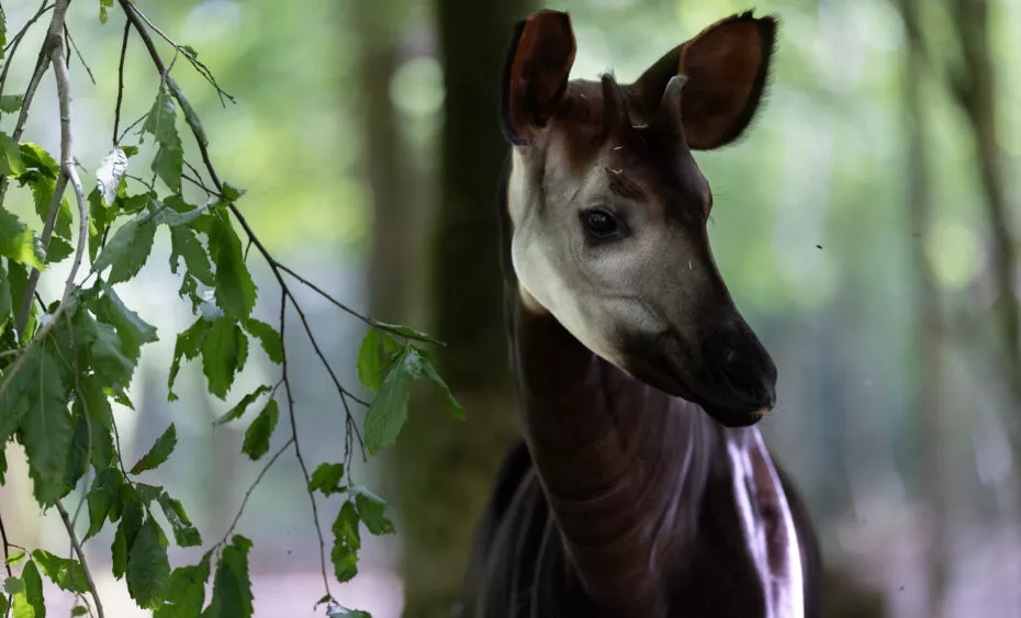 Okapi