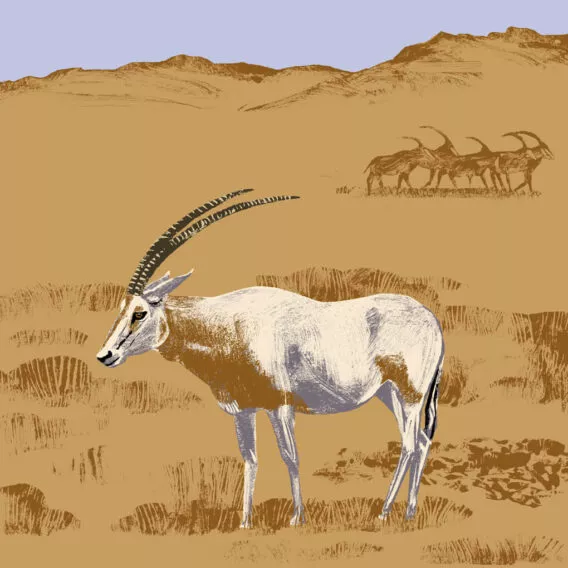 Oryx algazelle illustration