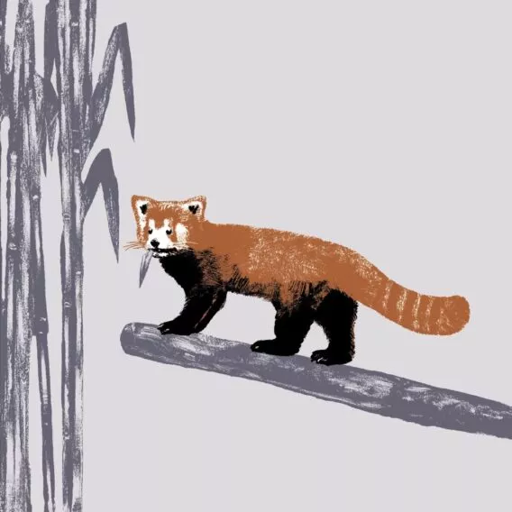 illustration panda roux