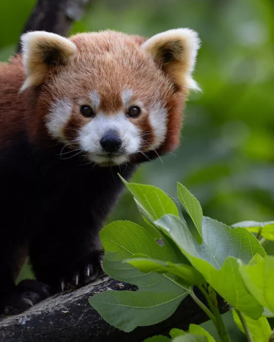 panda roux à branféré vue 3