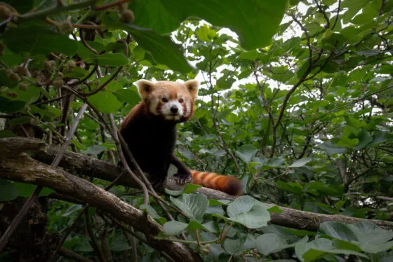 panda roux à branféré vue 2