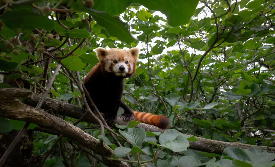 panda roux à branféré vue 2