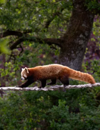 Panda roux sur passerelle