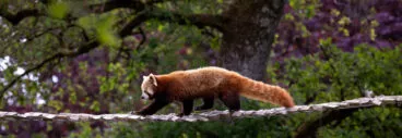 Panda roux sur passerelle