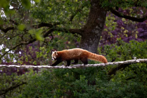Panda roux sur passerelle