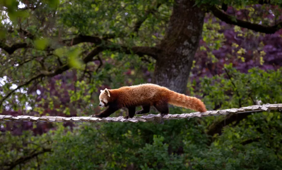 Panda roux sur passerelle
