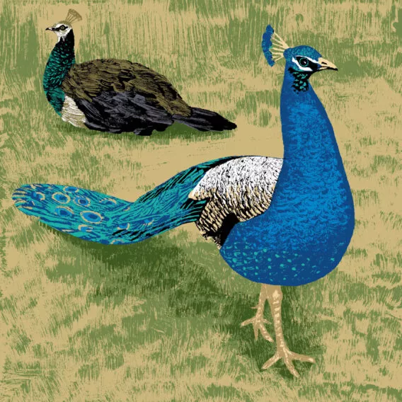 paon bleu illustration