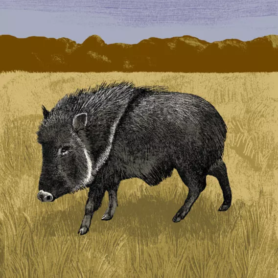 illustration pecari du chaco