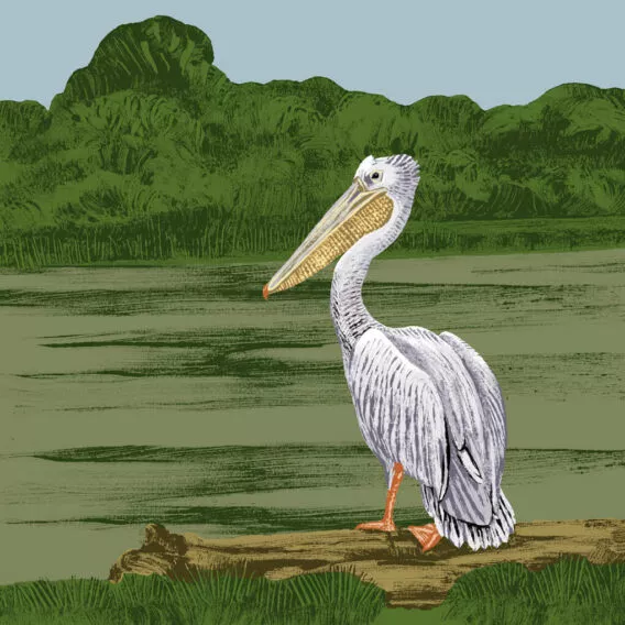 pelican a dos rose illustration