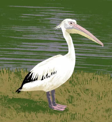 illustration pelican blanc