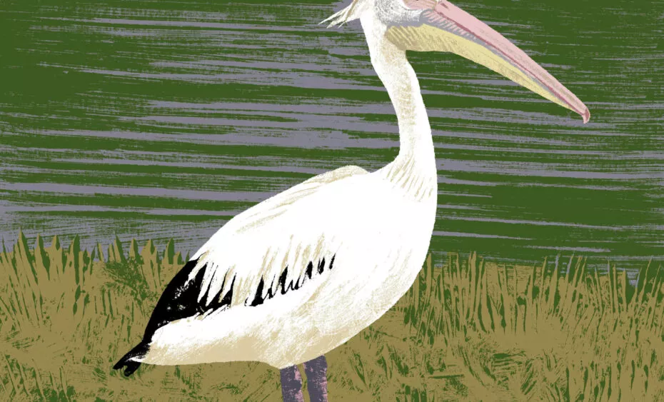 illustration pelican blanc