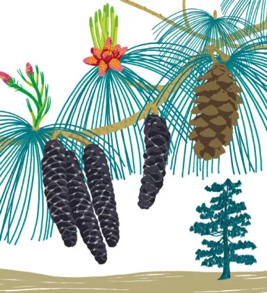 pin pleureur d'Himalaya