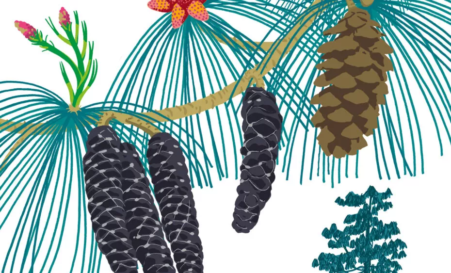 pin pleureur d'Himalaya