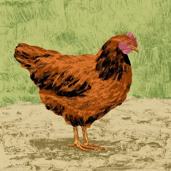 illustration poule