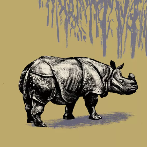 illustration rhinoceros indien