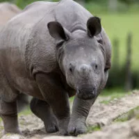 Rhinoceros indien Sonaï