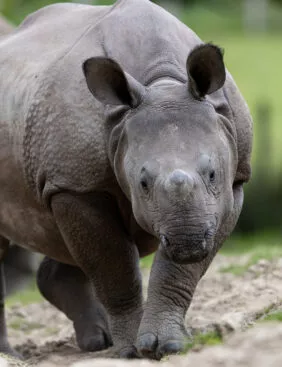 Rhinoceros indien Sonaï