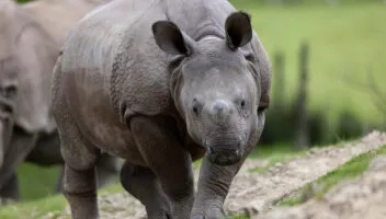 Rhinoceros indien Sonaï