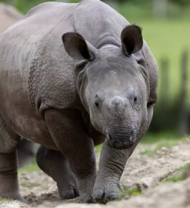 Rhinoceros indien Sonaï