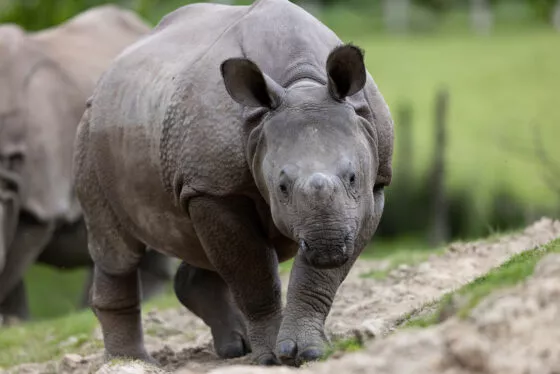 Rhinoceros indien Sonaï