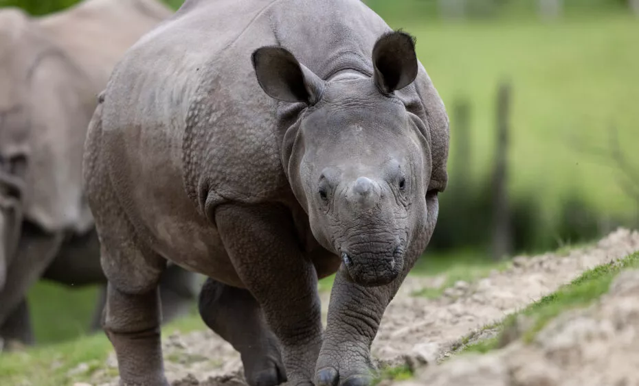 Rhinoceros indien Sonaï