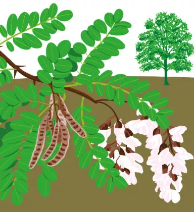 robinier faux acacia