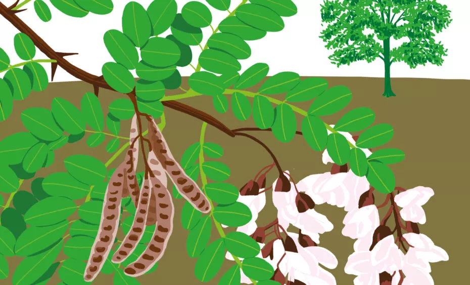 robinier faux acacia