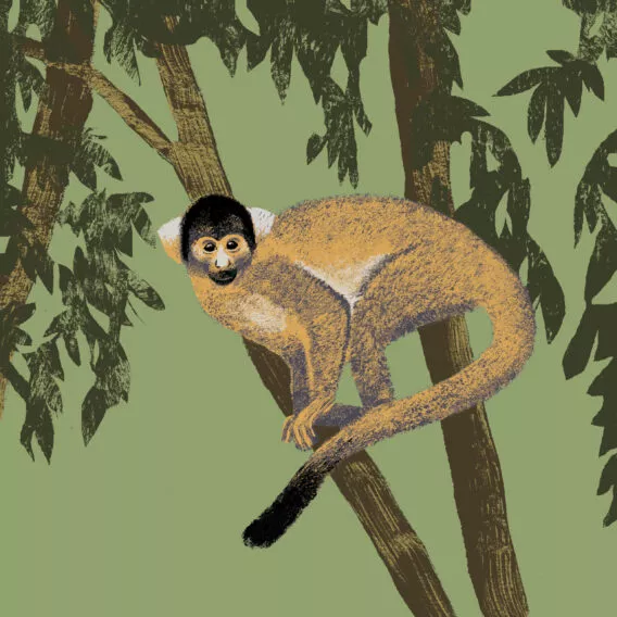 Illustration saimiri