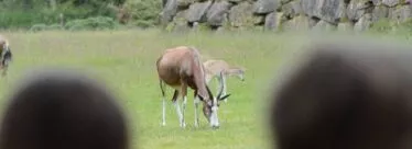 enfants à branféré