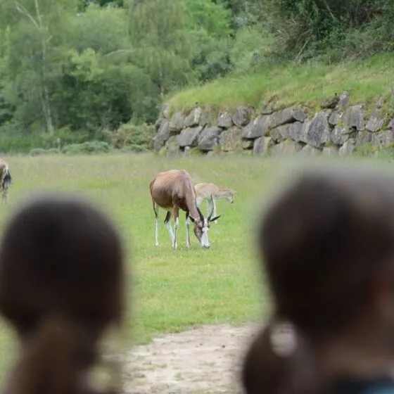 enfants à branféré