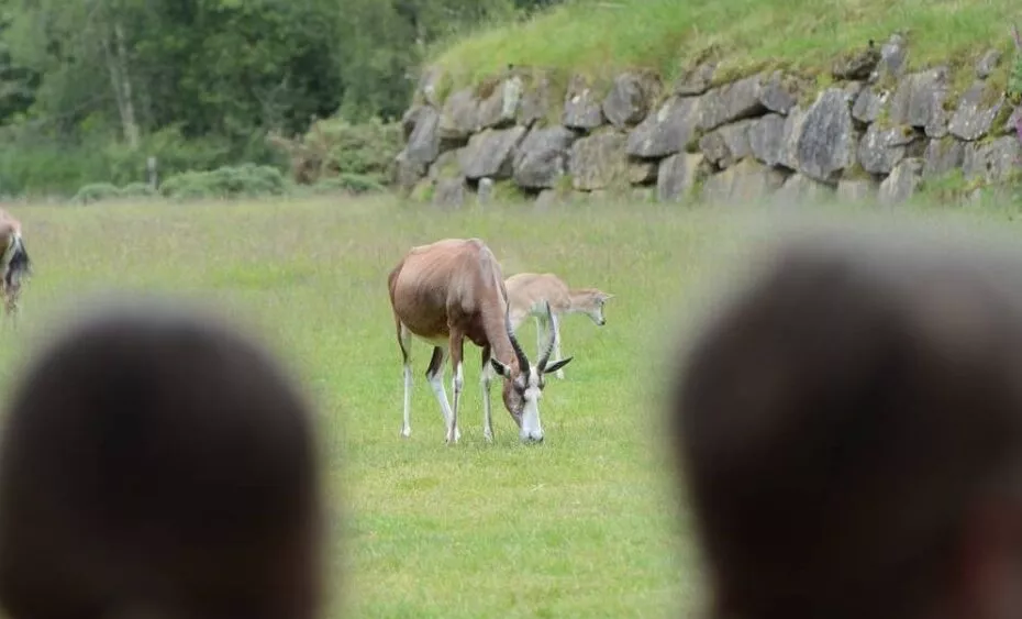 enfants à branféré