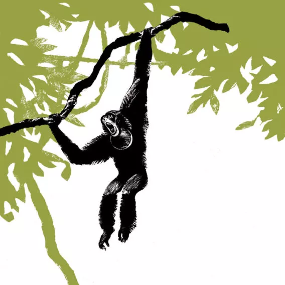 siamang illustration