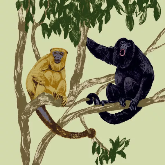 Illustration singe hurleur