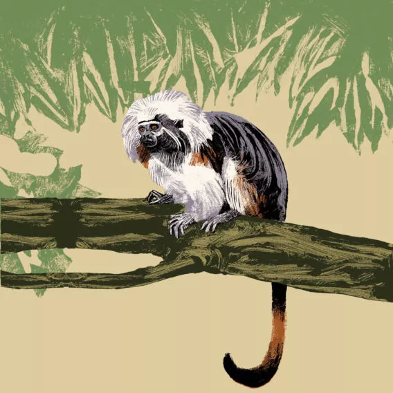 tamarin pinche illustration