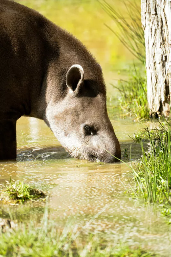 tapir terrestre