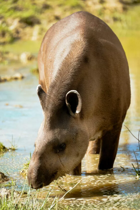 tapir terrestre 2