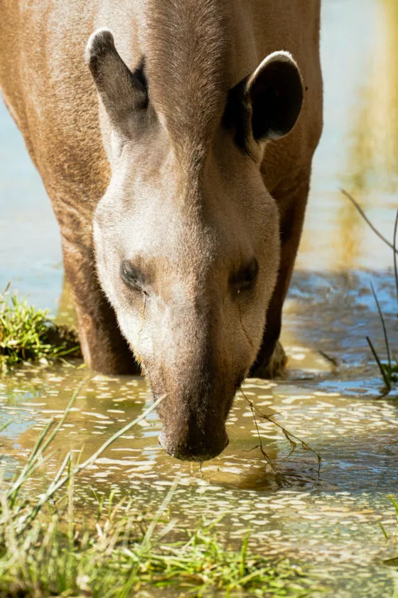 tapir terrestre 4