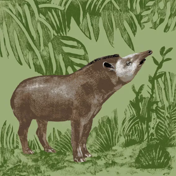 Illustration tapir terrestre