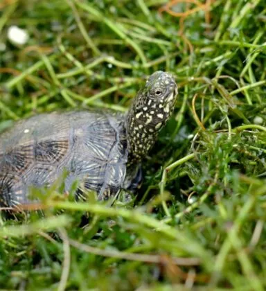 Tortue cistude