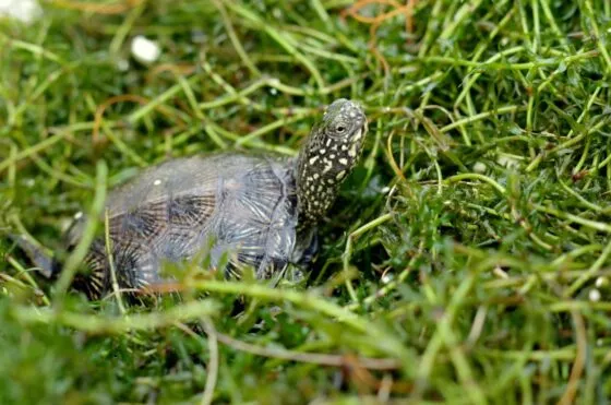 Tortue cistude